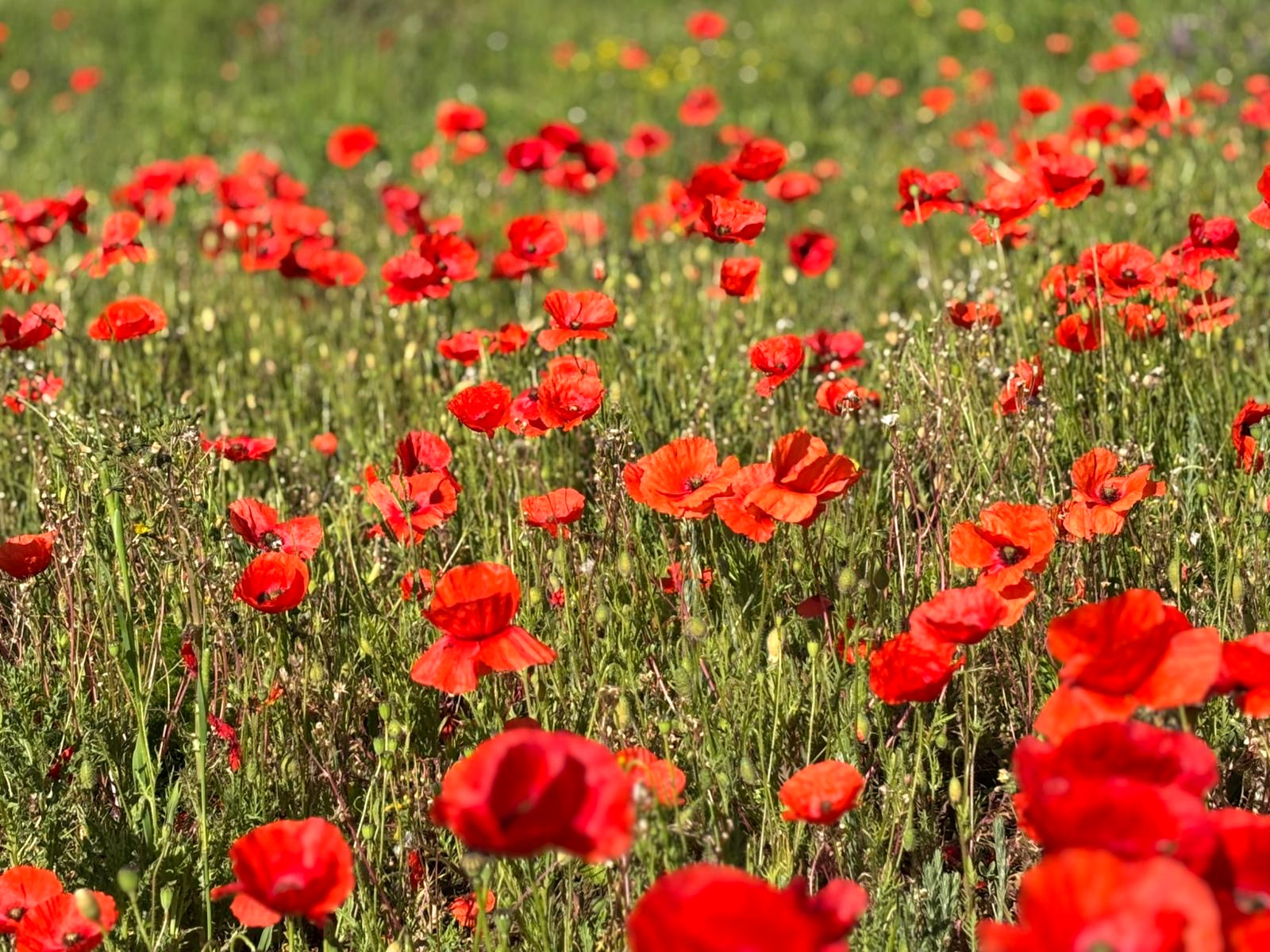 Wildflowers at Kelling Estate Holiday Cottages