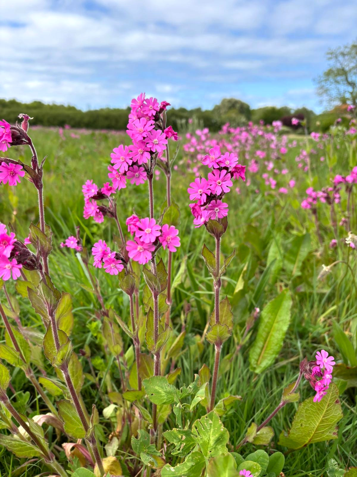 Wildflowers at Kelling Estate Holiday Cottages