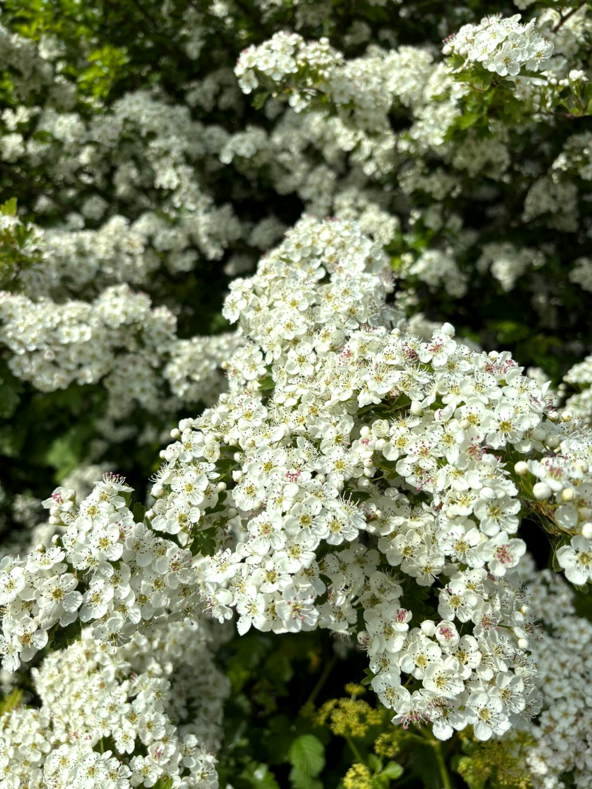 Wildflowers at Kelling Estate Holiday Cottages